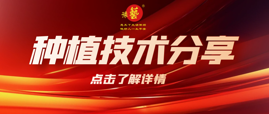 要想種出精品率高的胡蘿卜，這7點要注意！