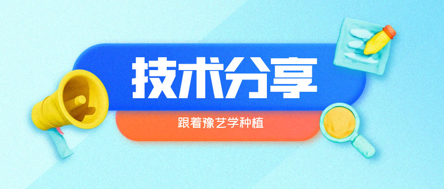 秋大棚辣椒、番茄育苗關鍵技術分享