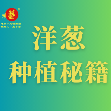 洋蔥種植秘籍：掌握這八點，種出優(yōu)質洋蔥！